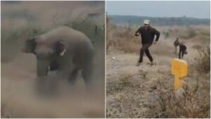 El impactante momento en que un joven murió aplastado por un elefante (VIDEO)