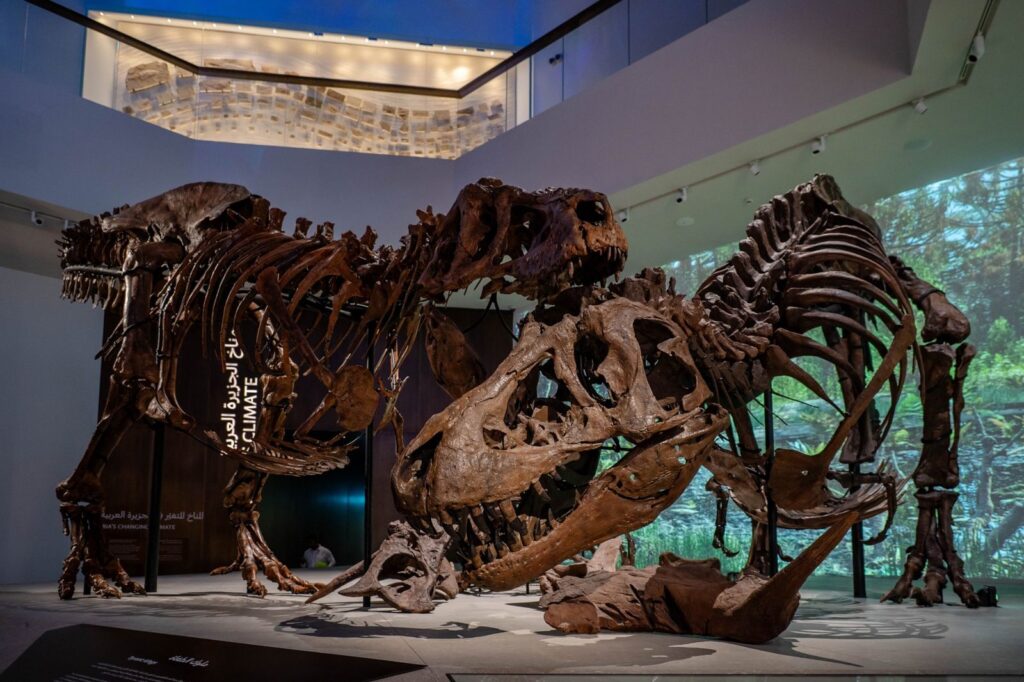 El nuevo Museo de Historia Natural de Abu Dabi muestra, de forma inédita, dos T. rex luchando y mucho más | National Geographic
