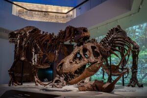 El nuevo Museo de Historia Natural de Abu Dabi muestra, de forma inédita, dos T. rex luchando y mucho más | National Geographic