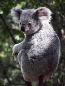 El sorprendente origen de los marsupiales