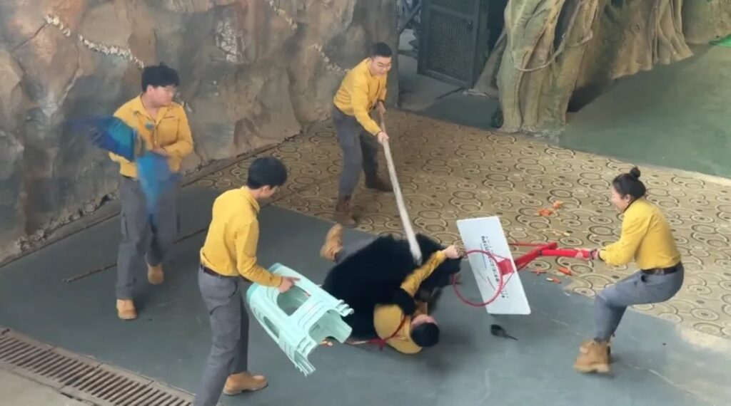 El terrible ataque de un oso a su cuidador que desató el pánico en un safari