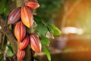 Proyectan que producción nacional de cacao será similar a la de 2025