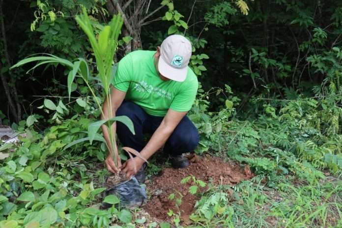 Misión Árbol plantas