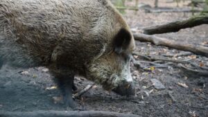 España eleva a dieciséis los jabalíes con peste porcina después de tres casos nuevos – AlbertoNews