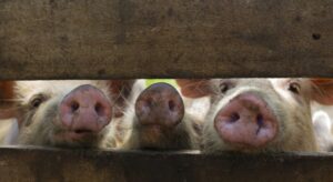 España investiga si la peste porcina salió de un laboratorio mientras aumentan los casos – AlbertoNews