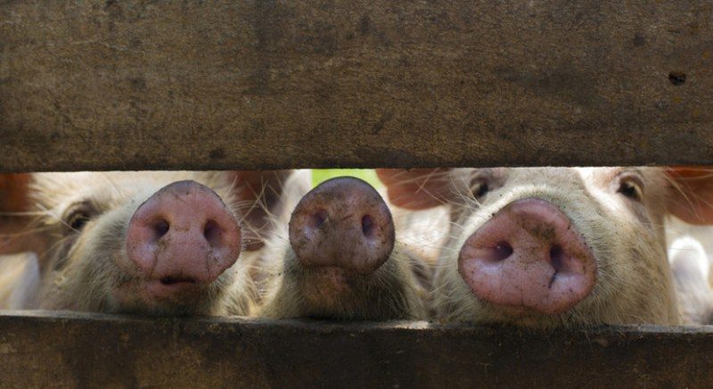 España investiga si la peste porcina salió de un laboratorio mientras aumentan los casos - AlbertoNews