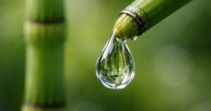 Esta planta de 400 millones de años produce agua con una composición casi alienígena en la Tierra, según nuevo hallazgo científico