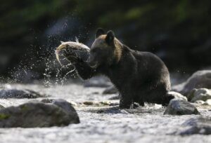 Estudio apunta a que los osos adaptan su dieta a los cambios climáticos globales