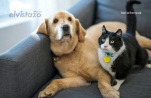 Exhortan al MINEC y Dirección de Ambiente de la Alcaldía de El Tigre a iniciar investigación por múltiples muertes de mascotas en la Urb. San Onofre