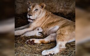 Fallece una de las crías de león del zoológico de Maracay