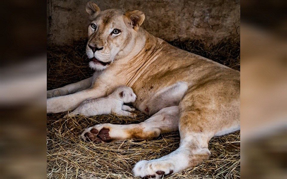 Fallece una de las crías de león del zoológico de Maracay