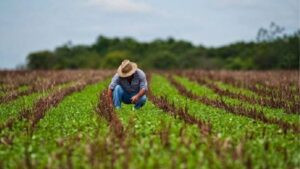 Falta de crédito limita la expansión del agro venezolano pese al repunte productivo