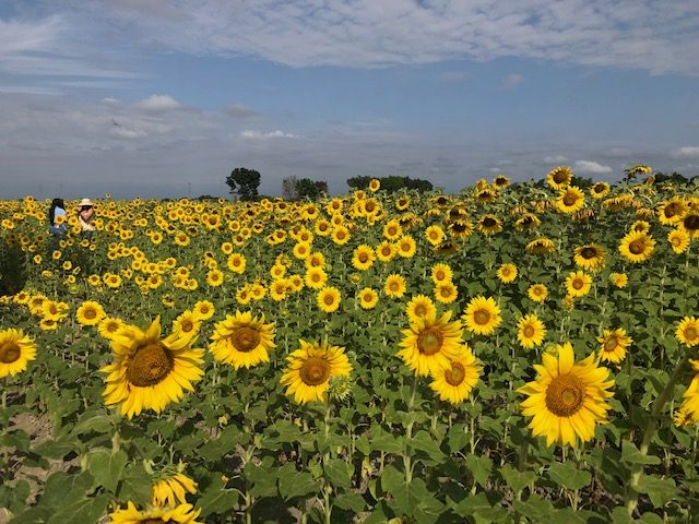 Florecimiento de girasoles en Portuguesa impulsa el agroturismo en Venezuela con flujo constante de visitantes