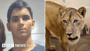 «Fue una tragedia anunciada»: el joven brasileño que murió tras meterse en el recinto de los leones en un zoológico de Brasil
