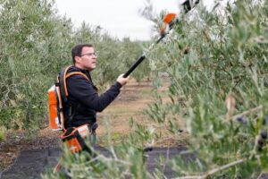 Gallardo pasa la jornada de reflexión previa al 21D recogiendo aceitunas en una parcela familiar | europapress.es
