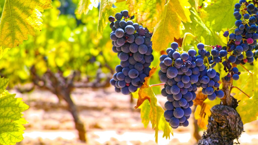 Garnacha, una de las uvas más populares del mundo que tiene su origen en un monasterio de la Denominación de Origen Campo de Borja