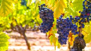 Garnacha, una de las uvas más populares del mundo que tiene su origen en un monasterio de la Denominación de Origen Campo de Borja