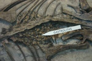 Gastrolitos: las piedras que ayudaron a digerir a los dinosaurios y aún usan algunos animales