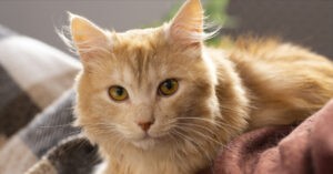 Gato jura la destrucción de señor que le da comida, cariños y un hogar – El Chigüire Bipolar