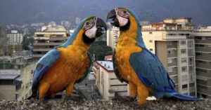 Guacamayas suspenden sus vuelos a Venezuela – El Chigüire Bipolar