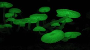 Hongos que brillan en la oscuridad