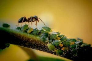 Instinto y aprendizaje: ¿rivales o aliados?