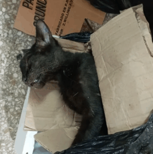 Investigan envenenamiento de 10 mascotas en la Atlántida