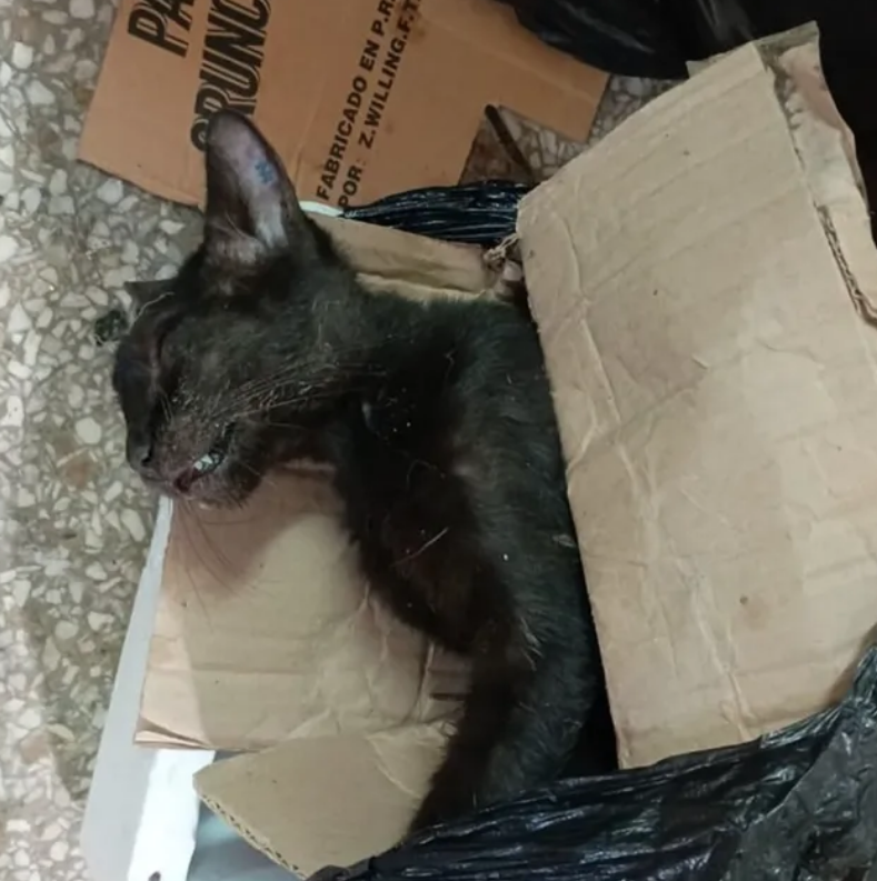 Investigan envenenamiento de 10 mascotas en la Atlántida