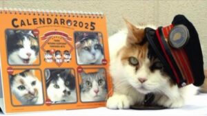 Japón despide con honores a Nitama, la famosa gata jefa de una estación de tren | elperiodico.com