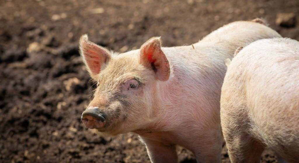 La Generalitat pone en marcha una campaña para promocionar el consumo de cerdo en Navidad