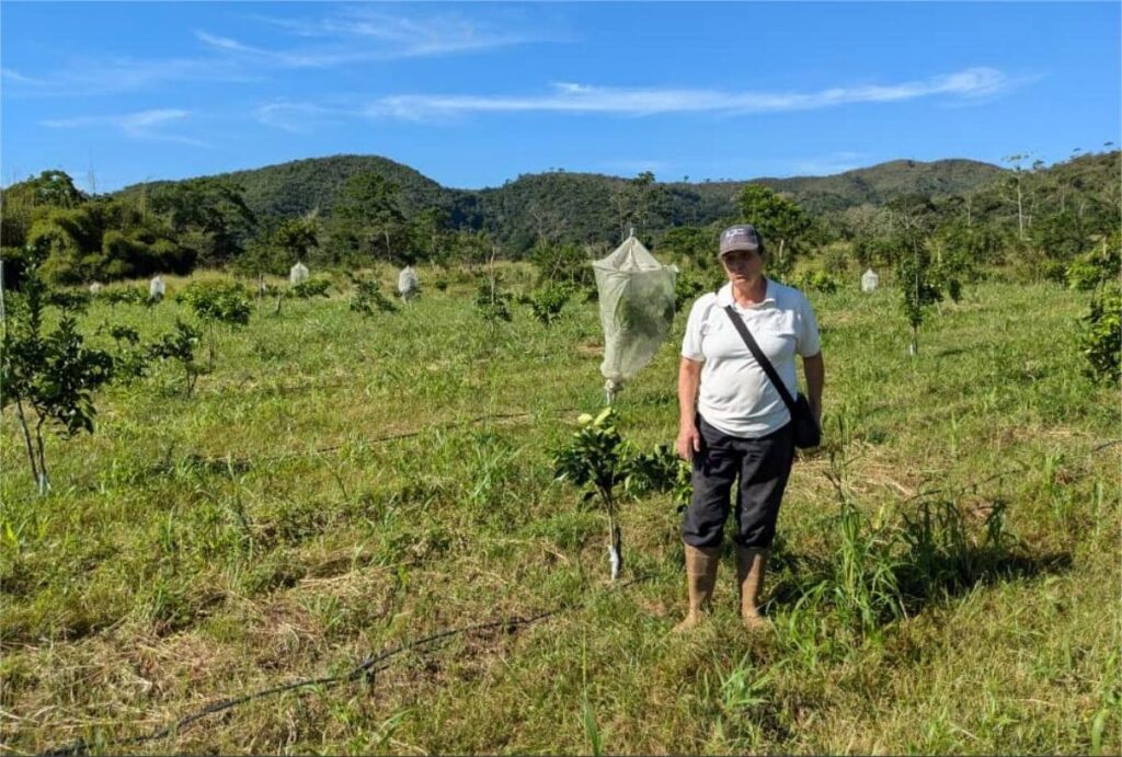 La citricultura en Carabobo y Yaracuy, entre la esperanza y el riesgo de repetir una tragedia