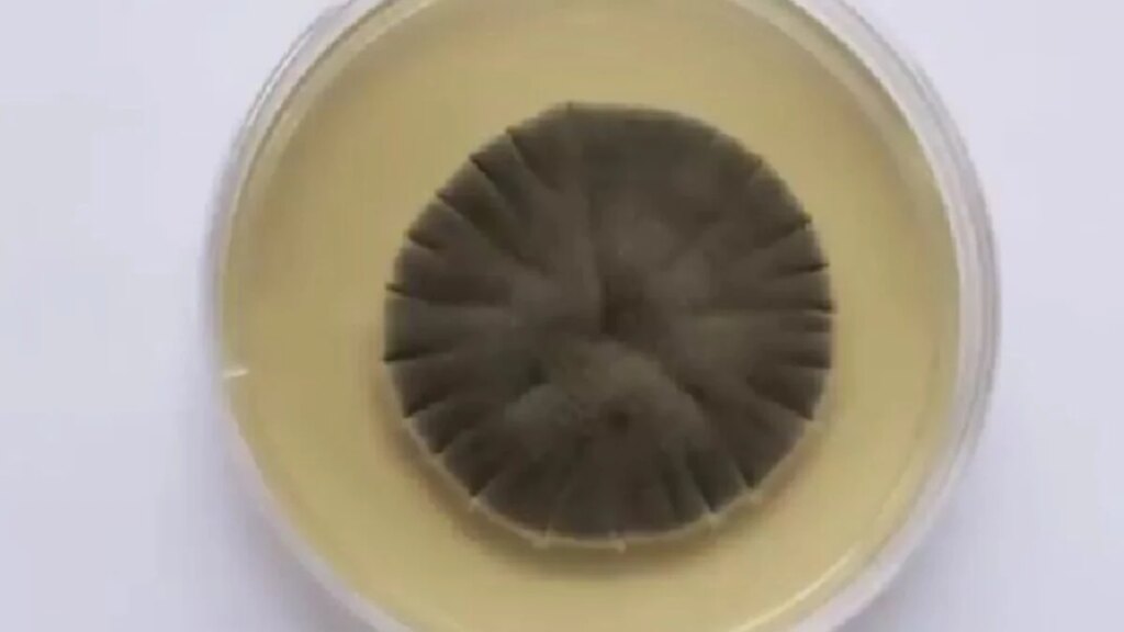 La criatura microscópica que desafía las leyes en la zona más tóxica del planeta