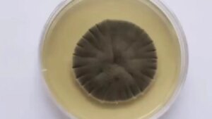 La criatura microscópica que desafía las leyes en la zona más tóxica del planeta