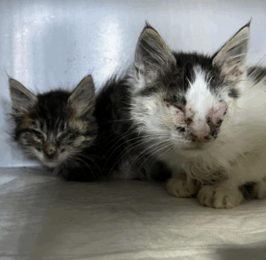 Lanzan un SOS por gatos abandonados en basurero de Mare
