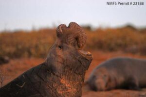Los elefantes marinos no olvidan las voces de sus enemigos