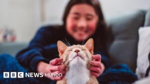 Los gatos se convirtieron en nuestras mascotas mucho más tarde de lo que se pensaba (y todos provienen de la misma especie)