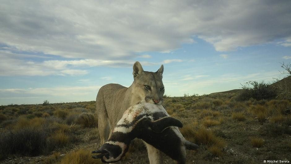 Los pumas están empezando a cazar pingüinos en la Patagonia – DW – 19/12/2025