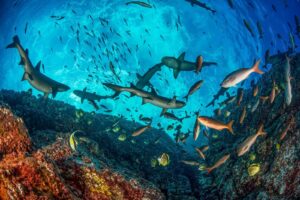 Los tiburones prosperan en algunos parques marinos del Pacífico latinoamericano, pero no en otros. ¿Por qué? | National Geographic