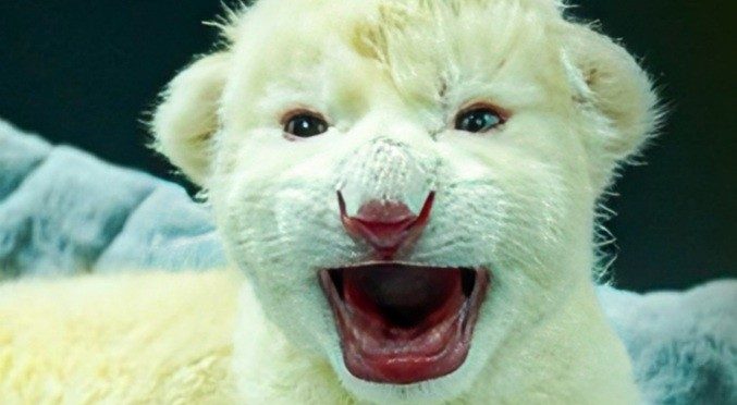 Muere uno de los dos cachorros de león de Timbavati