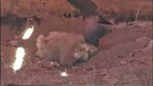 Nace polluelo de cóndor en Mérida tras 20 años
