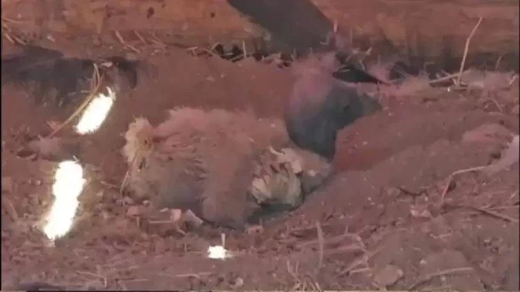 Nace polluelo de cóndor en Mérida tras 20 años