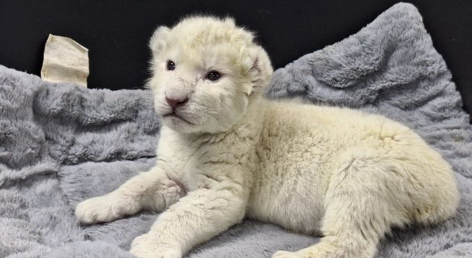 Nacen dos leones de Timbavati en el Zoológico de Las Delicias