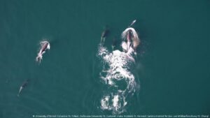 Orcas y delfines forman alianza de caza nunca antes vista – DW – 15/12/2025