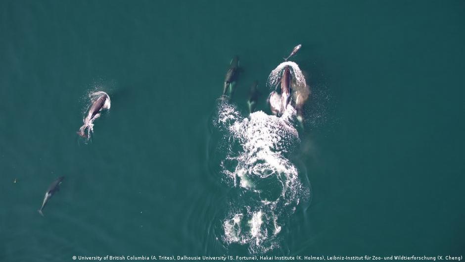 Orcas y delfines forman alianza de caza nunca antes vista – DW – 15/12/2025