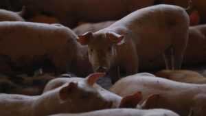 PESTE PORCINA AFRICANA | China suspende las importaciones de cerdo de 12 empresas de Barcelona tras el foco de peste porcina | elperiodico.com