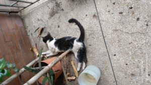 Persisten envenenamientos de mascotas en La Atlántida