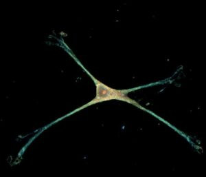 Retrato de un astrocito | Noticias de la Ciencia y la Tecnología (Amazings® / NCYT®)