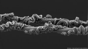 Royal Society premia foto inesperada de científico argentino – DW – 11/12/2025
