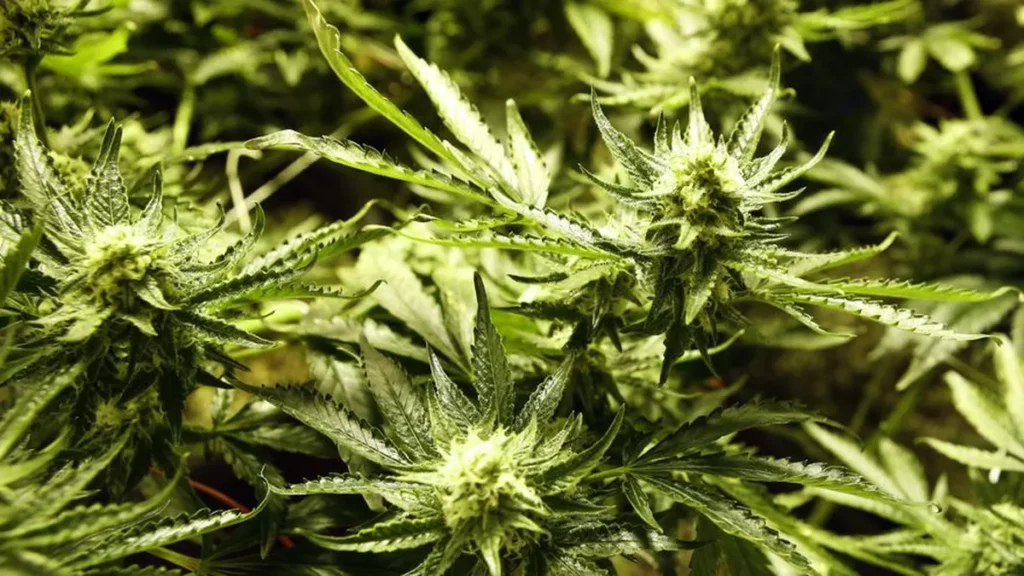 Trump evalúa reclasificar la marihuana como una droga menos peligrosa - AlbertoNews