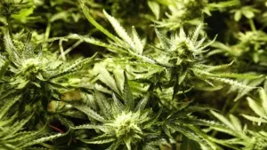 Trump evalúa reclasificar la marihuana como una droga menos peligrosa – AlbertoNews